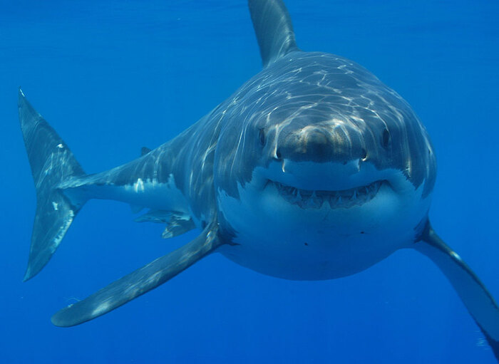 The last white sharks of the Mediterranean in the Strait of Sicily – land and polar