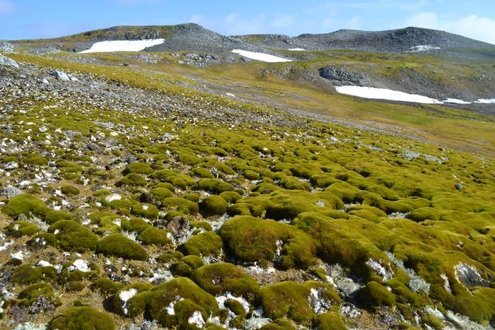 L’Antartide diventa sempre più verde