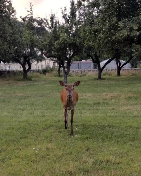 TAR OKs deer hunting in Abruzzo