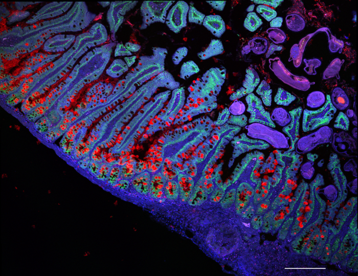 Decine di scoperte dall'Atlante delle cellule umane VIDEO