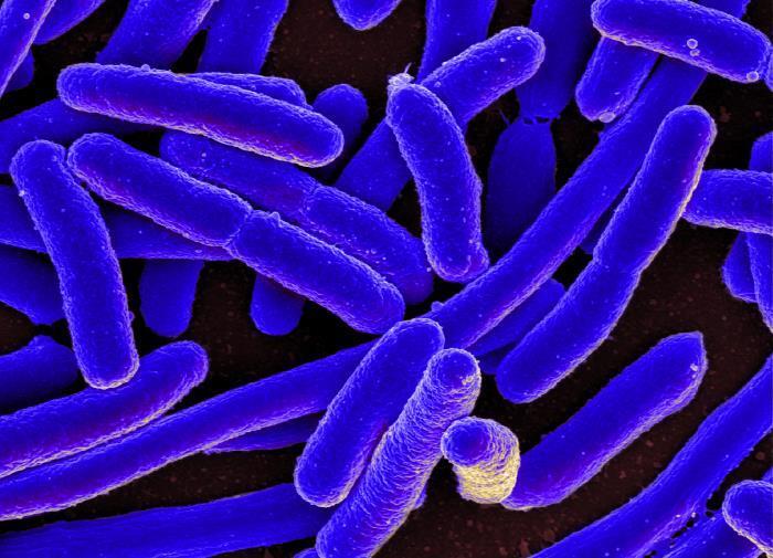 Un nuovo trucco dei batteri per schivare gli antibiotici