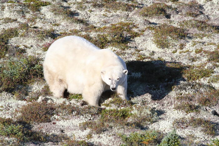 Presina Orso Polare di Bassetti