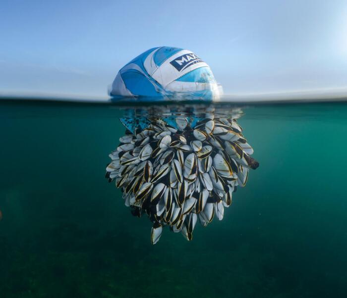 Il pallone e i crostacei, la foto simbolo dell'impatto degli esseri umani sull'ambiente e la sua durata