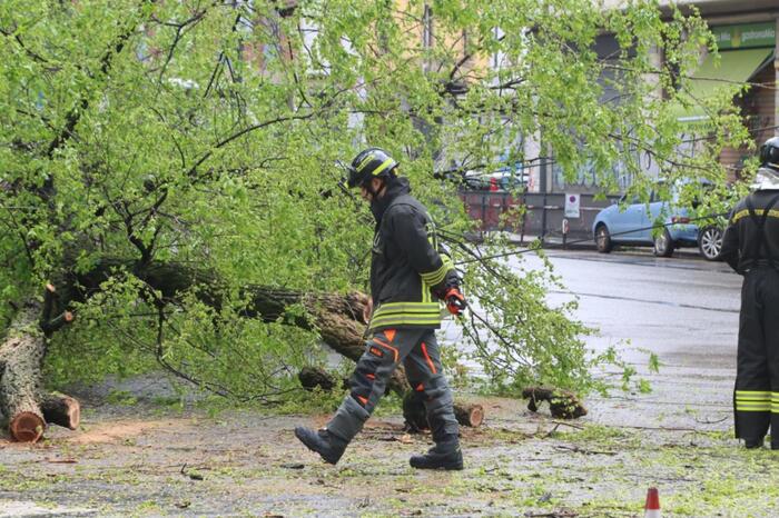 Maltempo: albero cade su tre auto in sosta a Genova