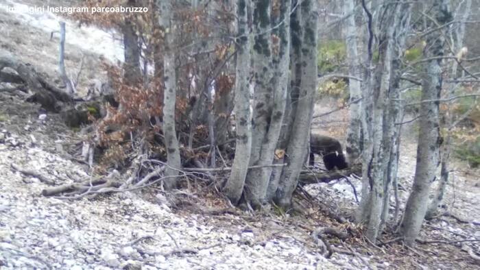 Abruzzo, i cuccioli dell’orsa Amarena escono dal letargo – Italia – Ansa.it