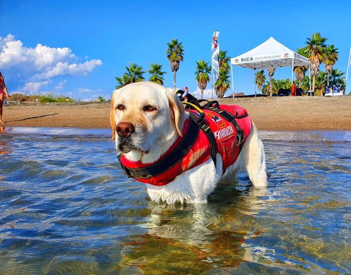 Addio a Mira, il cane bagnino eroe dei salvataggi in mare – Primopiano – Ansa.it