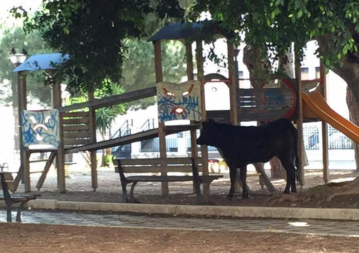 Bull on the loose for two weeks captured in Vicenza