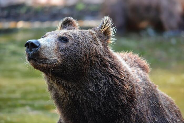 Fungaiolo ferito da un orso in Trentino