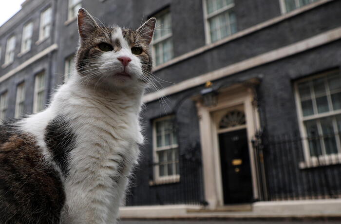 Il Regno Unito al voto: il gatto Larry pronto ad accogliere il suo sesto premier