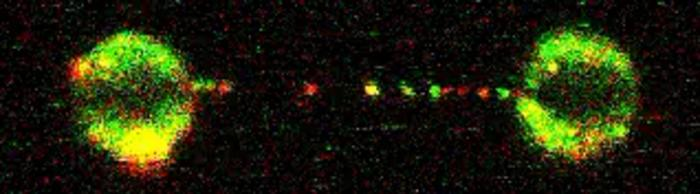 Il complesso proteico FANCD2-FANCI (fonte: MRC Laboratory of Medical Sciences)   RIPRODUZIONE RISERVATA 