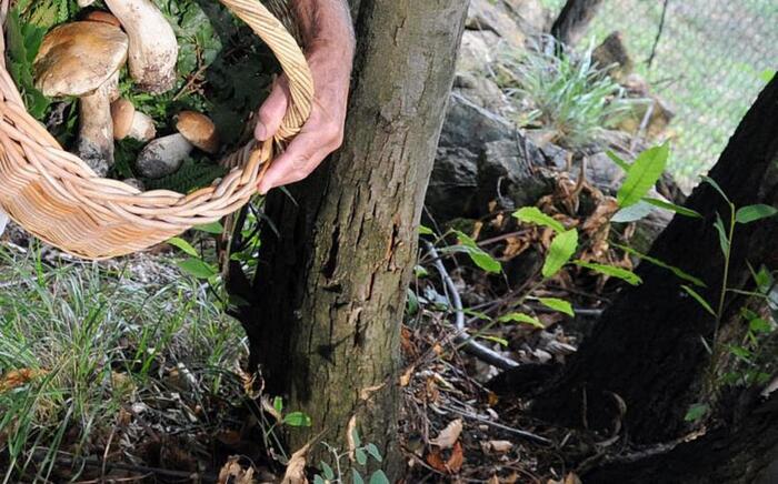 Morto un secondo cercatore di funghi in Abruzzo – Notizie – Ansa.it