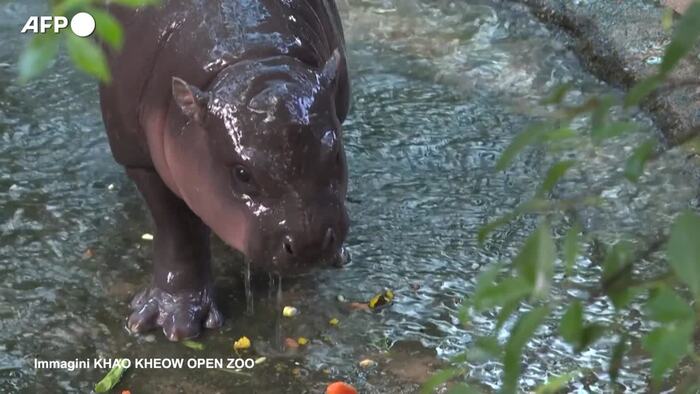 Baby ippopotamo pigmeo e’ la star del web di uno zoo tailandese – Mondo – Ansa.it