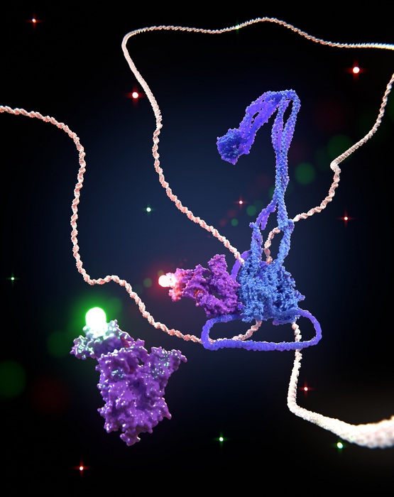 Le macchine molecolari che modellano il Dna hanno la retromarcia