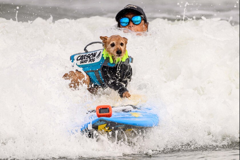 SURF-ANIMAL-DOG-CHAMPIONSHIP-CHARITY © ANSA/AFP