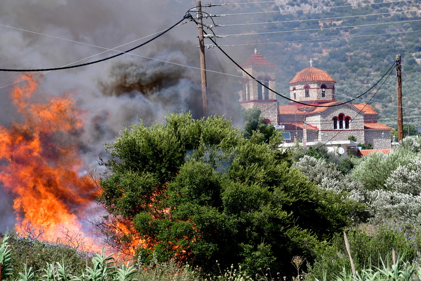 Decine di alberi bruciati durante un incendio nel villaggio di Metochi, vicino a Epidauro, in Grecia - RIPRODUZIONE RISERVATA