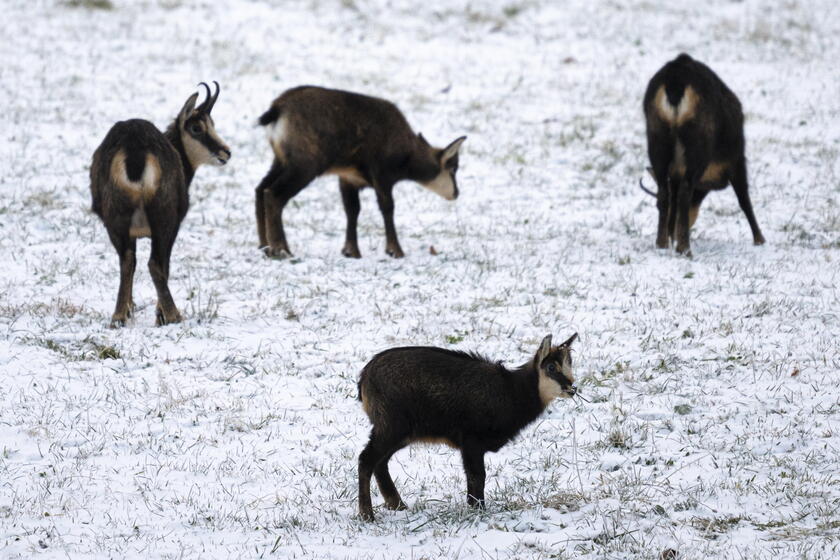 I camosci sulla neve