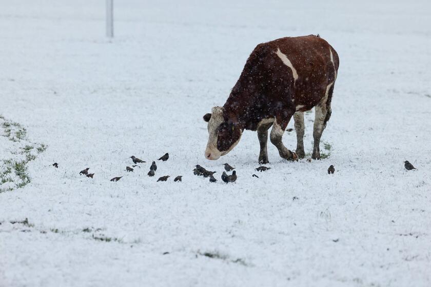 Germania: la neve disegna i paesaggi