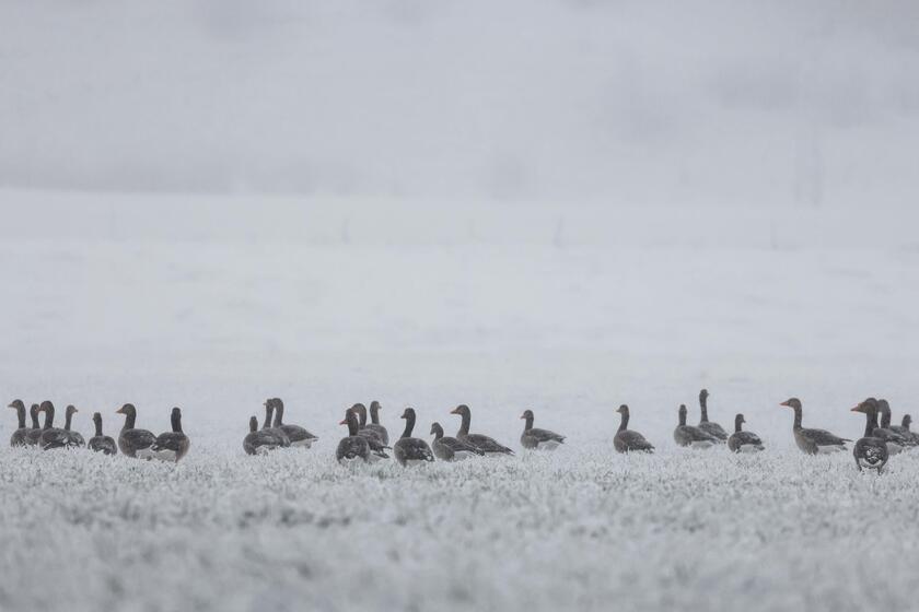 Germania: la neve disegna i paesaggi