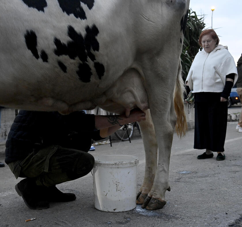 La mucca Ercolina a Sanremo per dire no alle leggi Ue - RIPRODUZIONE RISERVATA