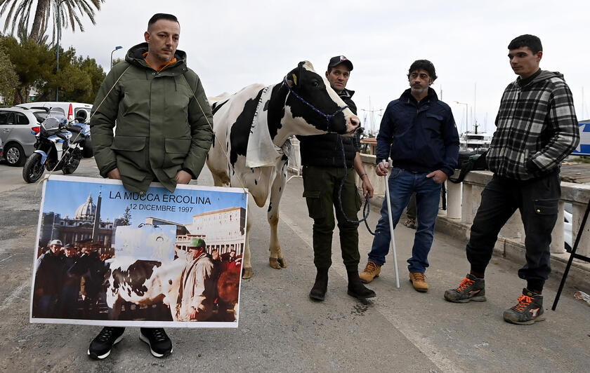 La mucca Ercolina a Sanremo per dire no alle leggi Ue - RIPRODUZIONE RISERVATA