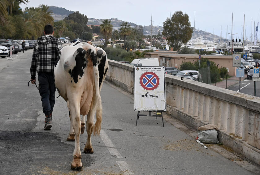 La mucca Ercolina a Sanremo per dire no alle leggi Ue - RIPRODUZIONE RISERVATA