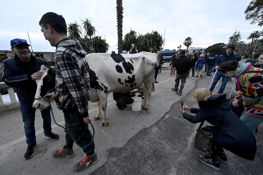 La mucca Ercolina a Sanremo per dire no alle leggi Ue - RIPRODUZIONE RISERVATA