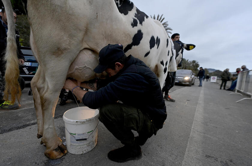 La mucca Ercolina a Sanremo per dire no alle leggi Ue - RIPRODUZIONE RISERVATA