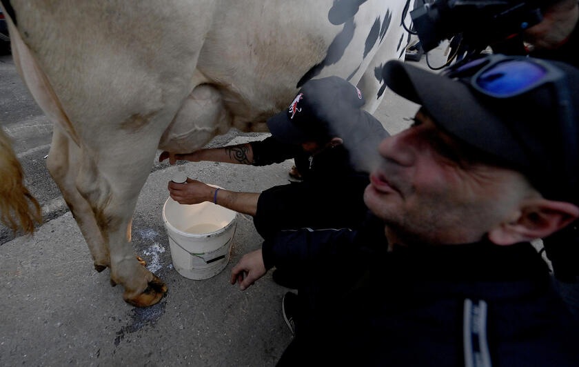 La mucca Ercolina a Sanremo per dire no alle leggi Ue - RIPRODUZIONE RISERVATA