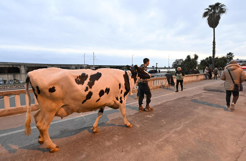 La mucca Ercolina a Sanremo per dire no alle leggi Ue - RIPRODUZIONE RISERVATA