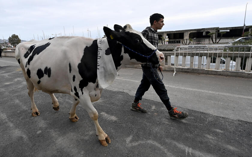 La mucca Ercolina a Sanremo per dire no alle leggi Ue - RIPRODUZIONE RISERVATA