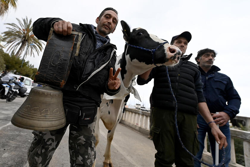 La mucca Ercolina a Sanremo per dire no alle leggi Ue - RIPRODUZIONE RISERVATA