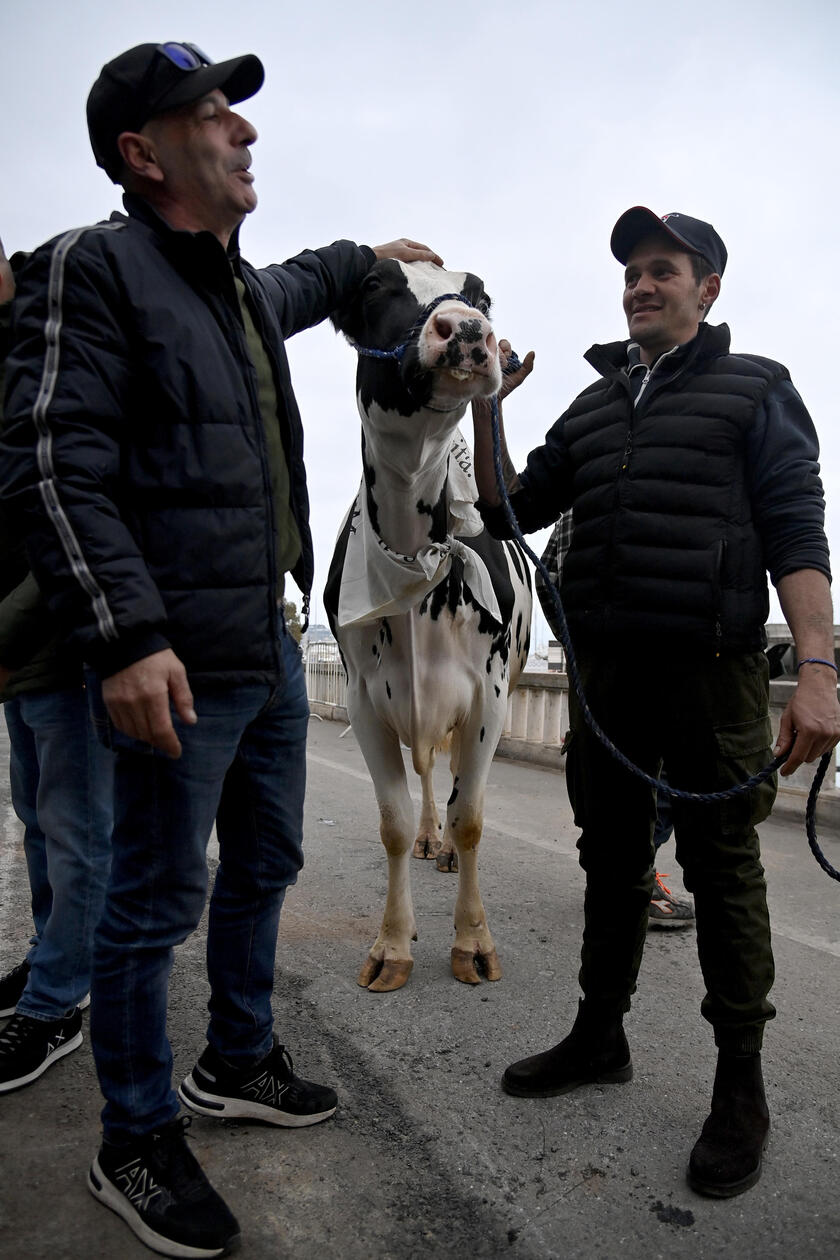 La mucca Ercolina a Sanremo per dire no alle leggi Ue - RIPRODUZIONE RISERVATA