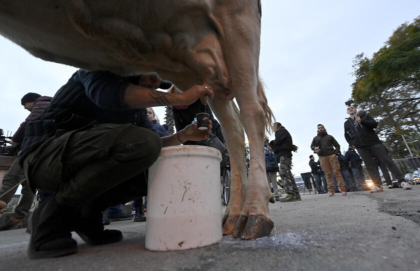 La mucca Ercolina a Sanremo per dire no alle leggi Ue - RIPRODUZIONE RISERVATA