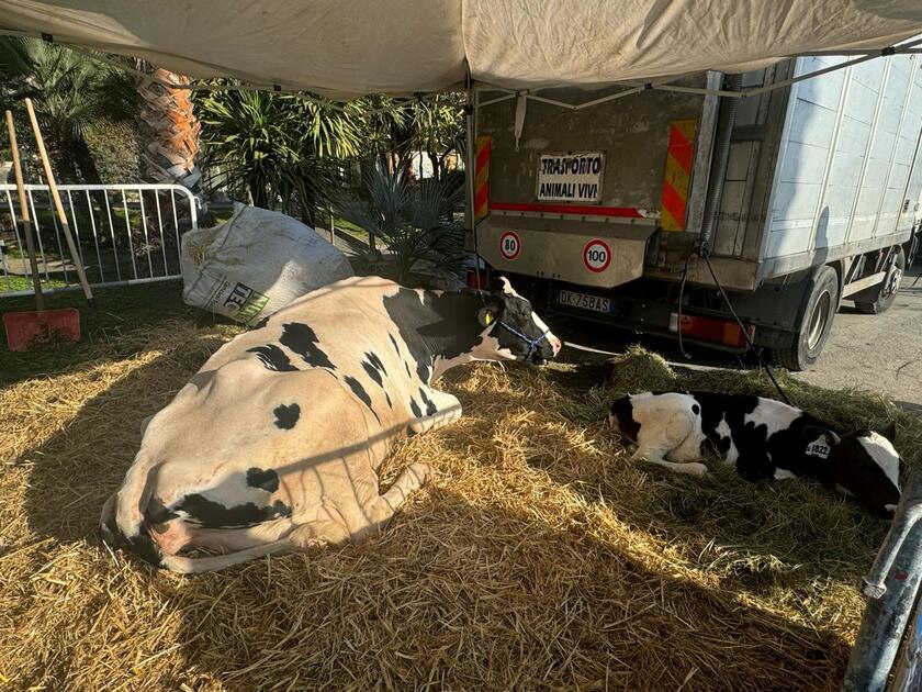 Protesta trattori, a Sanremo con mucca Ercolina vitellina Giulia - RIPRODUZIONE RISERVATA