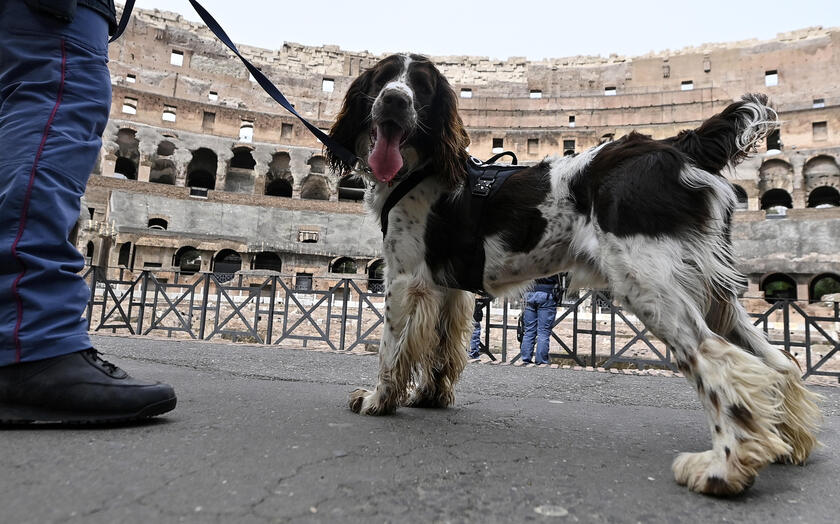 Clean-up operations with police dogs before Via Crucis - RIPRODUZIONE RISERVATA