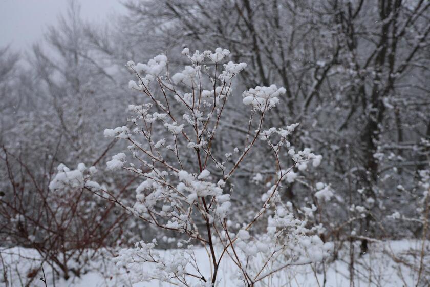 Nevica sull 'Appennino umbro-marchigiano - RIPRODUZIONE RISERVATA