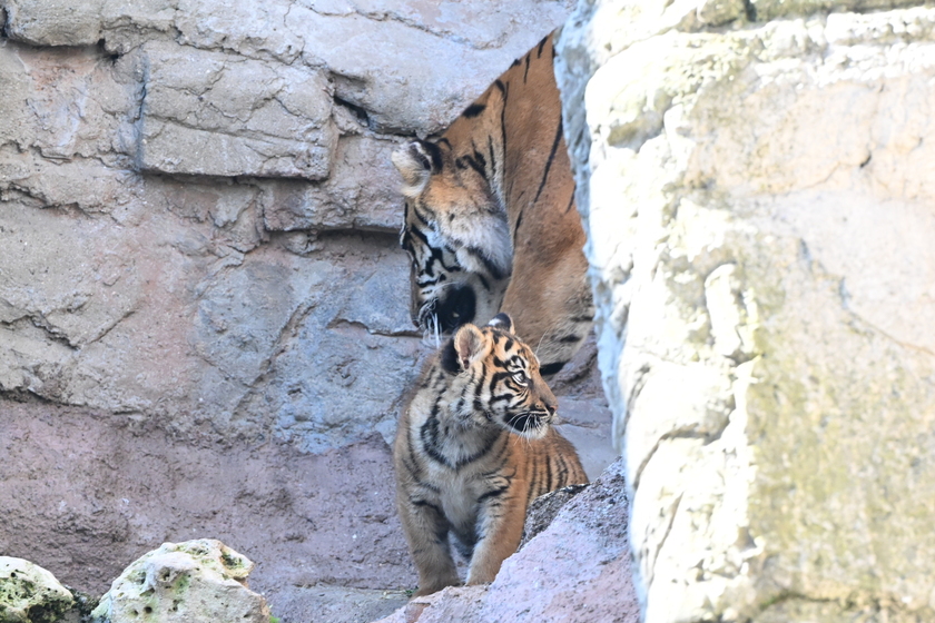 Il debutto della tigrotta Kala, inizia una nuova avventura al Bioparco di Roma - RIPRODUZIONE RISERVATA