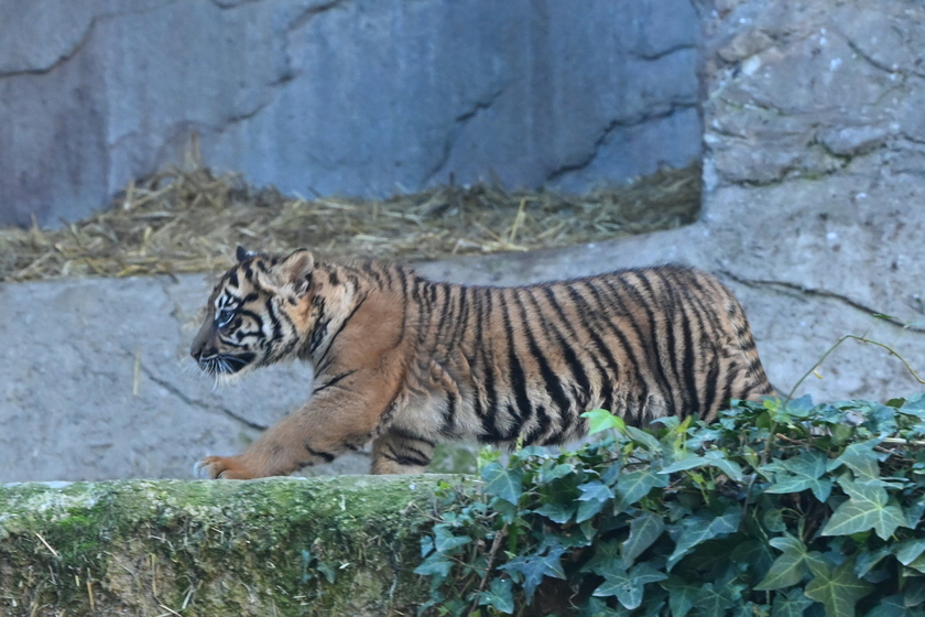 Il debutto della tigrotta Kala, inizia una nuova avventura al Bioparco di Roma - RIPRODUZIONE RISERVATA