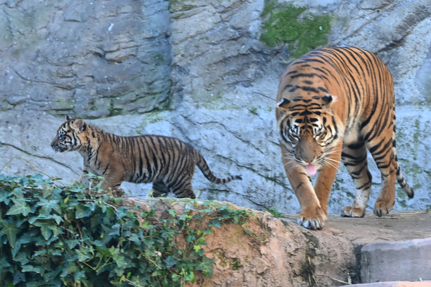 Il debutto della tigrotta Kala, inizia una nuova avventura al Bioparco di Roma - RIPRODUZIONE RISERVATA