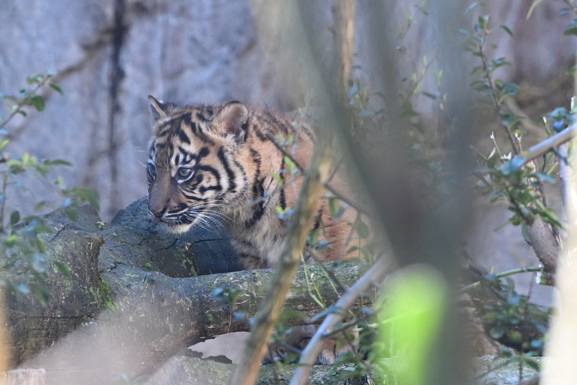 Il debutto della tigrotta Kala, inizia una nuova avventura al Bioparco di Roma - RIPRODUZIONE RISERVATA