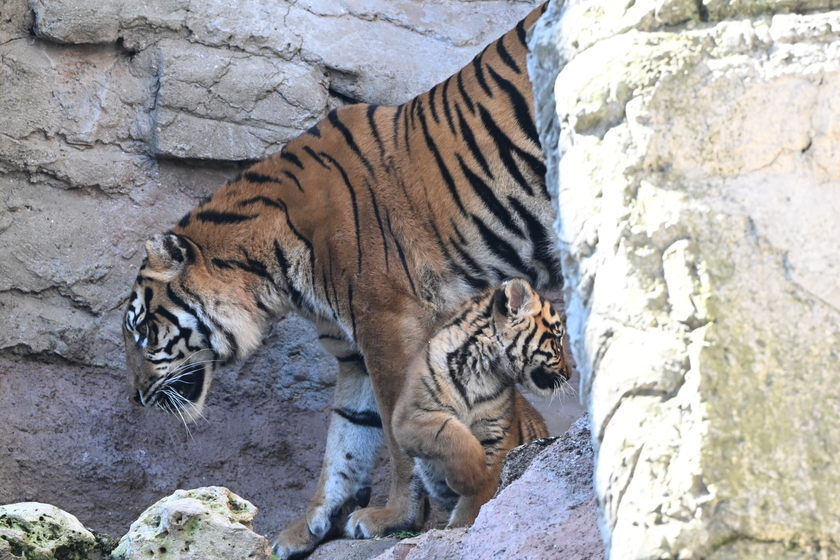 Il debutto della tigrotta Kala, inizia una nuova avventura al Bioparco di Roma - RIPRODUZIONE RISERVATA