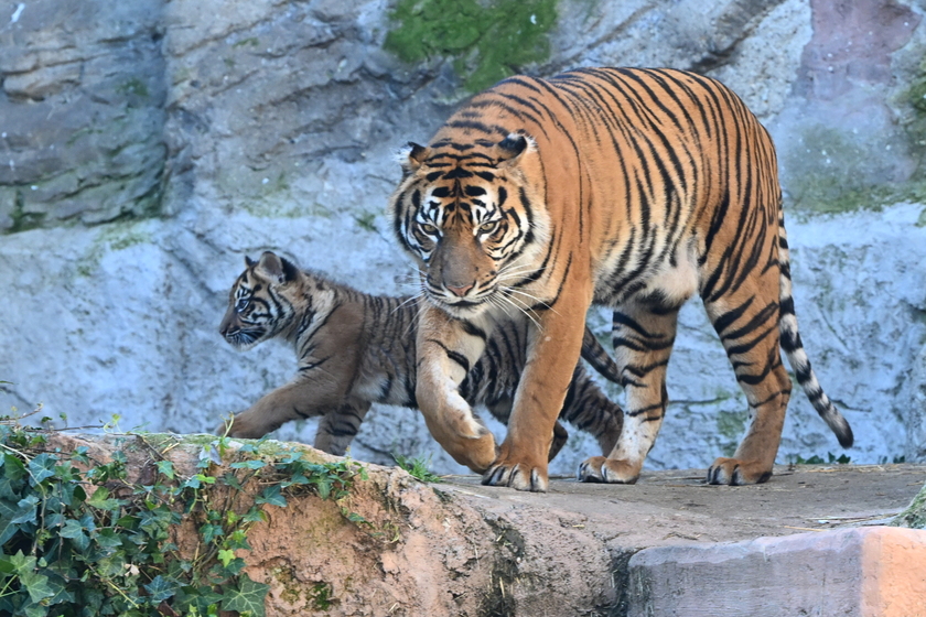 Il debutto della tigrotta Kala, inizia una nuova avventura al Bioparco di Roma - RIPRODUZIONE RISERVATA