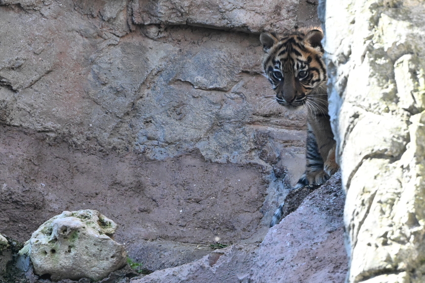 Il debutto della tigrotta Kala, inizia una nuova avventura al Bioparco di Roma - RIPRODUZIONE RISERVATA