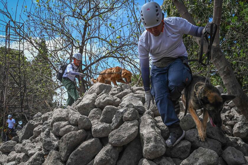 Filippine: cani  'volontari ' addestrati per cercare sopravvissuti ai terremoti © ANSA/AFP