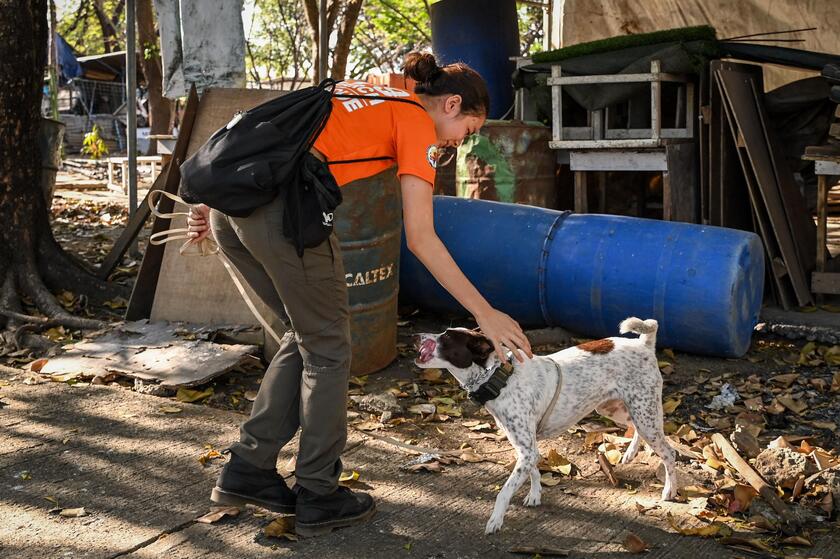 Filippine: cani  'volontari ' addestrati per cercare sopravvissuti ai terremoti © ANSA/AFP