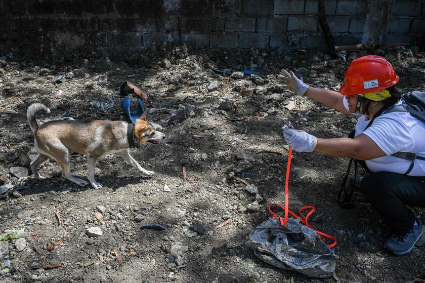 Filippine: cani  'volontari ' addestrati per cercare sopravvissuti ai terremoti © ANSA/AFP