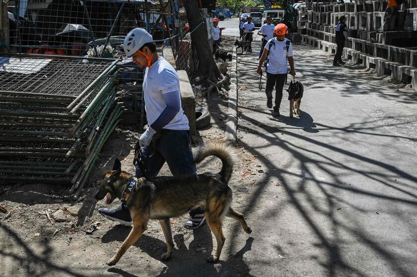 Filippine: cani  'volontari ' addestrati per cercare sopravvissuti ai terremoti © ANSA/AFP