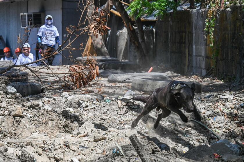 Filippine: cani  'volontari ' addestrati per cercare sopravvissuti ai terremoti © ANSA/AFP