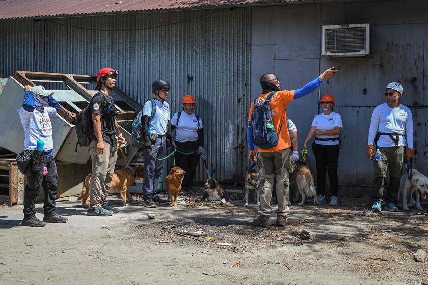 Filippine: cani  'volontari ' addestrati per cercare sopravvissuti ai terremoti © ANSA/AFP