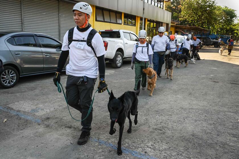 Filippine: cani  'volontari ' addestrati per cercare sopravvissuti ai terremoti © ANSA/AFP